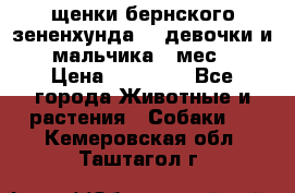 щенки бернского зененхунда. 2 девочки и 2 мальчика(2 мес.) › Цена ­ 22 000 - Все города Животные и растения » Собаки   . Кемеровская обл.,Таштагол г.